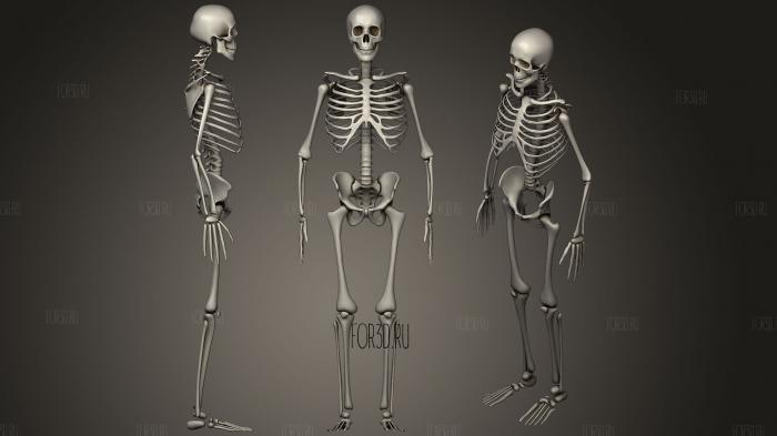 Human skeleton 2 stl model for CNC